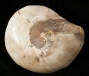 Polished Fossil Snail (Pleurotomaria) #13188-1